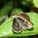 Carolina Roadside-Skipper - Hodges#4100 - photo 2
