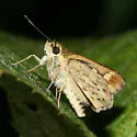 Carolina Roadside-Skipper - Hodges#4100 - photo 3
