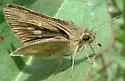 Carolina Roadside-Skipper - Hodges#4100 - photo 4