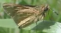 Carolina Roadside-Skipper - Hodges#4100 - photo 5
