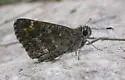 Cassus Roadside Skipper - Hodges#4091