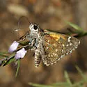 Cassus Roadside Skipper - Hodges#4091 - photo 4