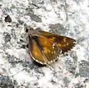 Cassus Roadside Skipper - Hodges#4091 - photo 5