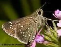 Elissa Roadside-Skipper - Hodges#4095