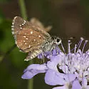 Elissa Roadside-Skipper - Hodges#4095 - photo 2