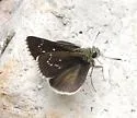 Elissa Roadside-Skipper - Hodges#4095 - photo 3