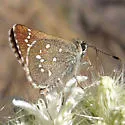 Elissa Roadside-Skipper - Hodges#4095 - photo 4