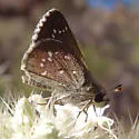 Elissa Roadside-Skipper - Hodges#4095 - photo 5