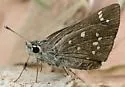Dotted Roadside-Skipper - Hodges#4104