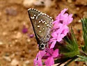Dotted Roadside-Skipper - Hodges#4104 - photo 3