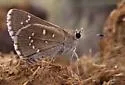 Dotted Roadside-Skipper - Hodges#4104 - photo 4
