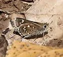 Dotted Roadside-Skipper - Hodges#4104 - photo 5