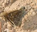 Large Roadside-Skipper - Hodges#4090