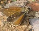 Large Roadside-Skipper - Hodges#4090 - photo 2