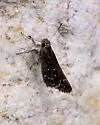 Large Roadside-Skipper - Hodges#4090 - photo 3