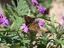 Large Roadside-Skipper - Hodges#4090 - photo 4