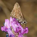 Large Roadside-Skipper - Hodges#4090 - photo 5