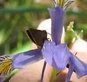 Orange-edged Roadside-skipper - Hodges#4110