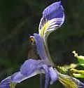 Orange-edged Roadside-skipper - Hodges#4110 - photo 2