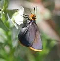 Orange-edged Roadside-skipper - Hodges#4110 - photo 3