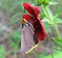 Orange-edged Roadside-skipper - Hodges#4110 - photo 4