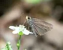 Orange-edged Roadside-skipper - Hodges#4110 - photo 5