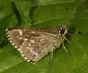 Pepper and Salt Skipper - Hodges#4096