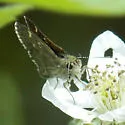 Pepper and Salt Skipper - Hodges#4096 - photo 3