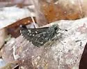Pepper and Salt Skipper - Hodges#4096 - photo 4