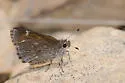 Linda's Roadside-Skipper - Hodges#4093