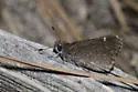 Linda's Roadside-Skipper - Hodges#4093 - photo 2
