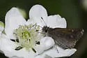 Linda's Roadside-Skipper - Hodges#4093 - photo 3
