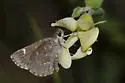 Linda's Roadside-Skipper - Hodges#4093 - photo 4