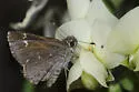 Linda's Roadside-Skipper - Hodges#4093 - photo 5