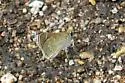 Slaty Roadside-Skipper - Hodges#4102