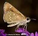 Slaty Roadside-Skipper - Hodges#4102 - photo 3
