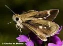 Slaty Roadside-Skipper - Hodges#4102 - photo 4