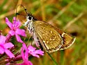 Slaty Roadside-Skipper - Hodges#4102 - photo 5