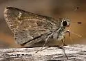 Oslar's Roadside-Skipper - Hodges#4094 - photo 2