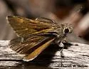 Oslar's Roadside-Skipper - Hodges#4094 - photo 3