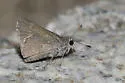 Oslar's Roadside-Skipper - Hodges#4094 - photo 5