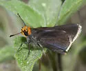 Orange-headed Roadside-Skipper - Hodges#4109