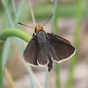Orange-headed Roadside-Skipper - Hodges#4109 - photo 2