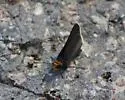 Orange-headed Roadside-Skipper - Hodges#4109 - photo 3