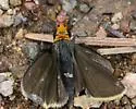 Orange-headed Roadside-Skipper - Hodges#4109 - photo 4
