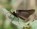 Orange-headed Roadside-Skipper - Hodges#4109 - photo 5
