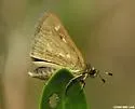 Reversed Roadside-Skipper - Hodges#4101