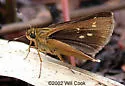 Reversed Roadside-Skipper - Hodges#4101 - photo 2