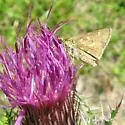 Reversed Roadside-Skipper - Hodges#4101 - photo 3