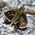 Reversed Roadside-Skipper - Hodges#4101 - photo 4
